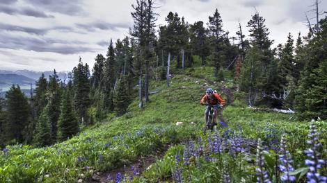 在野花盛开的山道上骑行