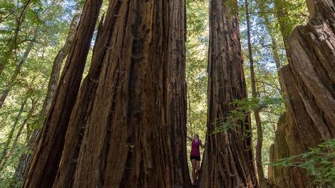 在大盆地红木州立公园参观参天大树