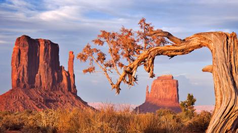 犹他州纪念碑谷周围的沙漠植物