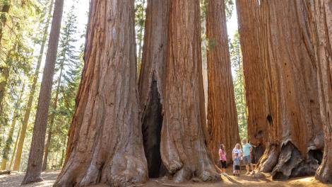 一家人对美洲杉国家公园 (Sequoia National Park) 的巨型林木感到震撼不已