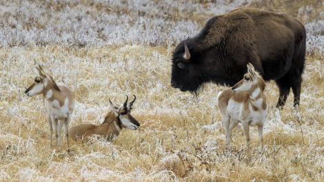 南达科他州的羚羊和水牛