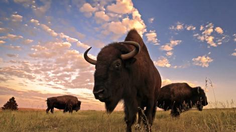 卡斯特州立公园的水牛