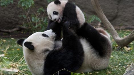 Panda-Mama und Baby im San Diego Zoo in Kalifornien