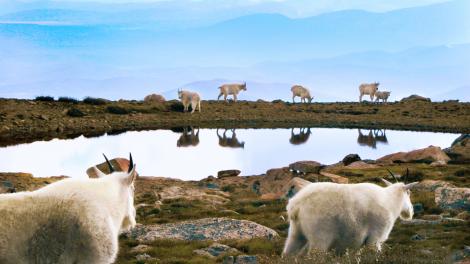 科罗拉多州艾凡山 (Mount Evans) 上的野生动物