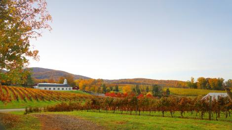 弗吉尼亚州，巴伯斯维尔葡萄园