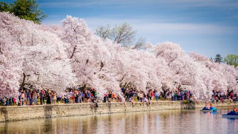 华盛顿哥伦比亚特区盛开的樱花和潮汐盆地