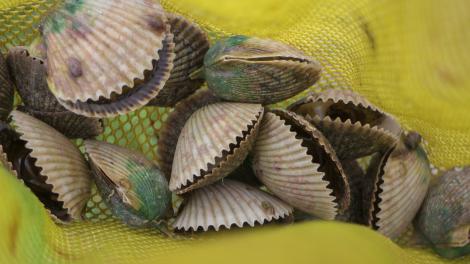 어드벤처 코스트에서 잡은 껍질 속의 가리비