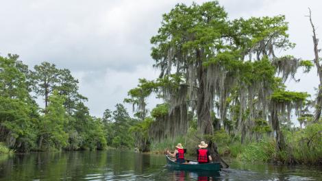 Paseo por kayak a través de los bayou de Luisiana