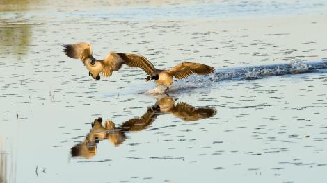 蒙特苏马国家野生动物保护区内的大雁翱翔于天