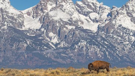 在怀俄明州提顿山脉放牧的野牛
