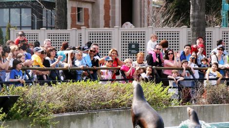 游客在布朗克斯动物园观赏海狮