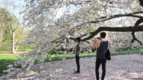 在纽约植物园拍摄盛开的樱花