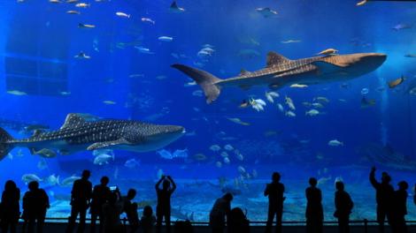 亚特兰大佐治亚水族馆