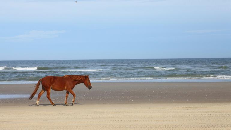 Wild pony on Carova Beach in the Outer Banks 