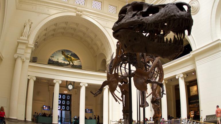 伊利诺伊州芝加哥菲尔德博物馆里的一具恐龙骨架