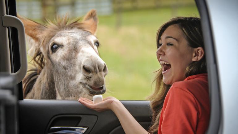 一头乞讨驴在索要棉花糖