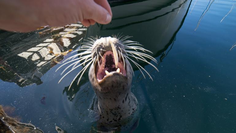 A seal comes out to play in Friday Harbor on San Juan Island.