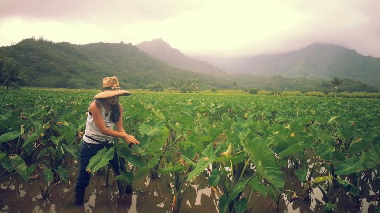 Hoʻopulapula Haraguchi Rice Milll and Taro Farm have been tended by the same family for six generations. Tour the mill and farm, then stop for lunch at the family's lunch wagon, Hanalei Taro & Juice Co.