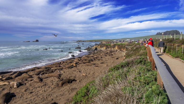 Personas observando a los elefantes marinos del norte en el criadero de la costa de Big Sur, cerca de Cambria, California