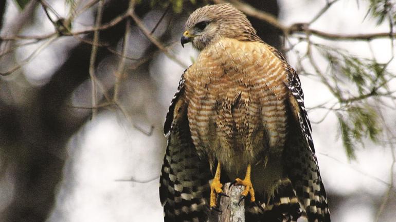 游览那不勒斯的奥杜邦螺旋沼泽鸟兽禁猎区，可能会看到赤肩鵟。