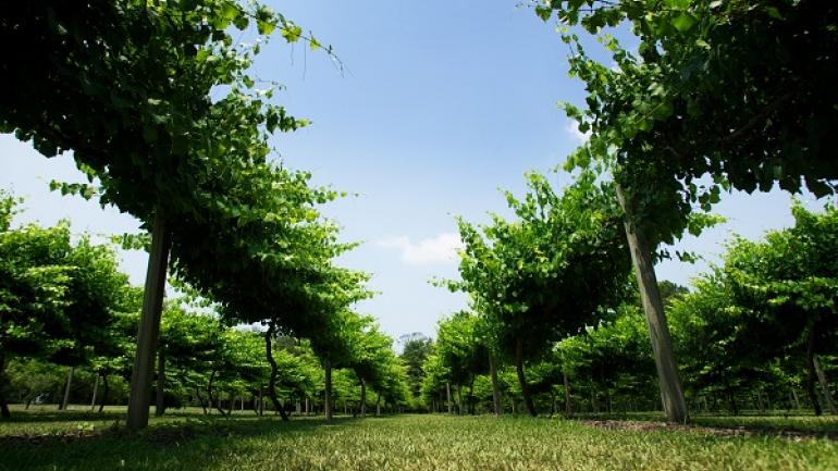 小河 La Belle Amie Vineyard 葡萄园内拥有数公顷修剪整齐的葡萄园,周六还有现场音乐,还可品尝私标葡萄酒。 小河 La Belle Amie Vineyard 葡萄园内拥有数公顷修剪整齐的葡萄园,周六还有现场音乐,还可品尝私标葡萄酒。