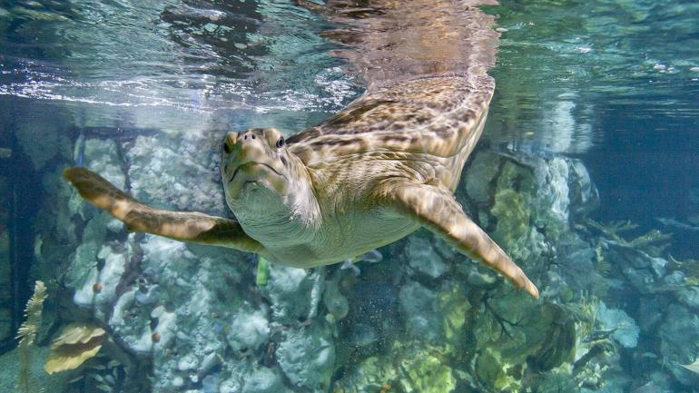 A seaturtle encounter at Shedd Aquarium