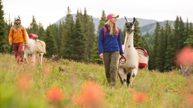 Caminhar é uma das inúmeras maneiras de curtir Vail no verão. Quer um pouco mais de personalidade? Leve uma lhama para carregar seus equipamentos.