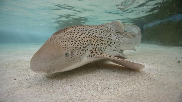 See sharks of all stripes and colors at Shedd Aquarium