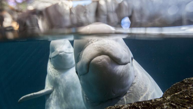 Beluga whales make an appearance at the Abbott Oceanarium