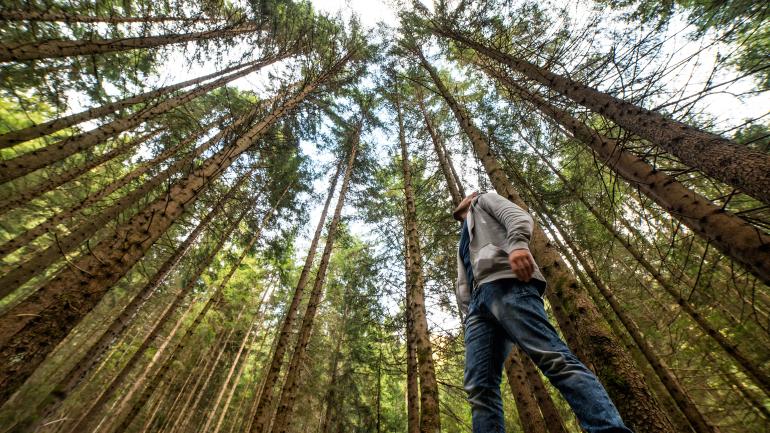 Muir Woods n’a pas volé sa popularité : sa forêt de séquoias est tout simplement époustouflante.