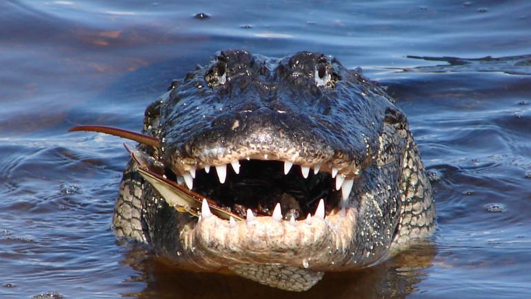 See alligators cool off while visiting Everglades National Park in Florida.