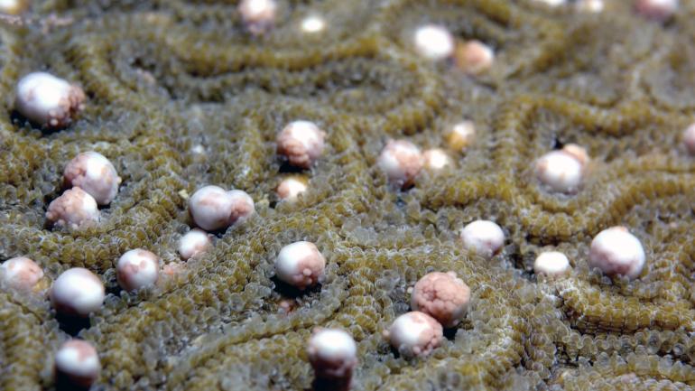Boulder brain coral prepares to release its gametes during the creatures’ annual mass spawning event off the coast of Texas.