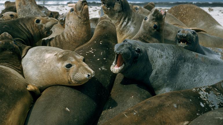 캘리포니아 남부 해안 가까이 위치한 채널제도 국립공원(Channel Islands National Park)은 사진의 코끼리물범과 같은 바다 포유동물이 모이는 곳으로 이들의 모습을 담기에 좋은 장소입니다.