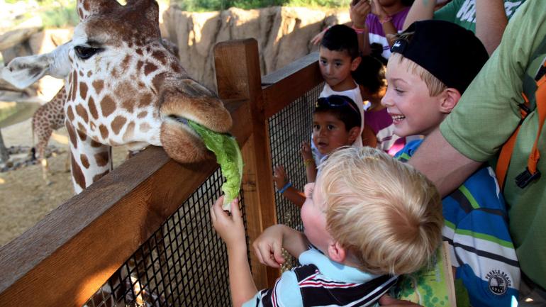 Feeding a giraffe at the Dallas Zoo