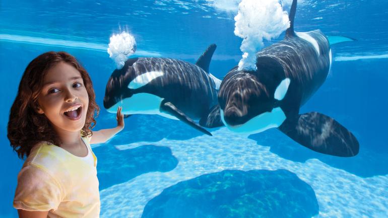 Encounter with orca whales at SeaWorld San Diego