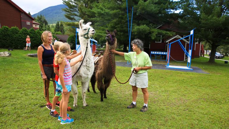 Llama Trek In Smugglers' Notch, Vermont