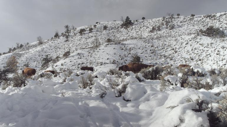 Snow-covered mountain in Buffalo, Montana