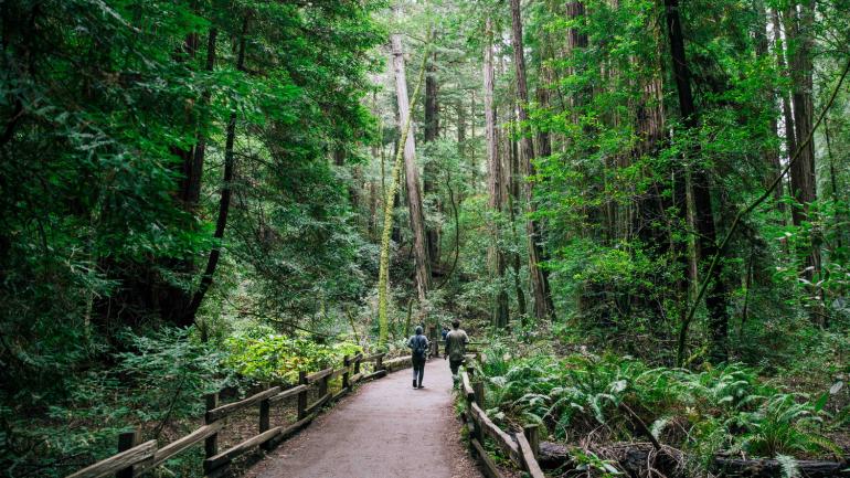 在穆尔森林国家公园沿小径穿越密集的红木森林