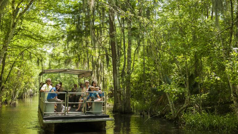 A boat tour deep in the heart of the Louisiana swamp