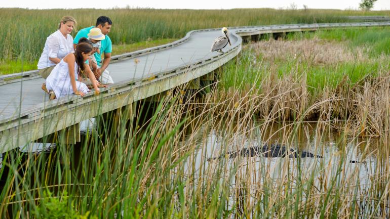 Spot an alligator along the Creole Nature Trail All-American Road