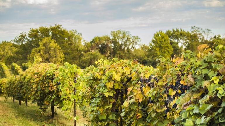 贺尔曼石头山酒厂内的一排葡萄藤