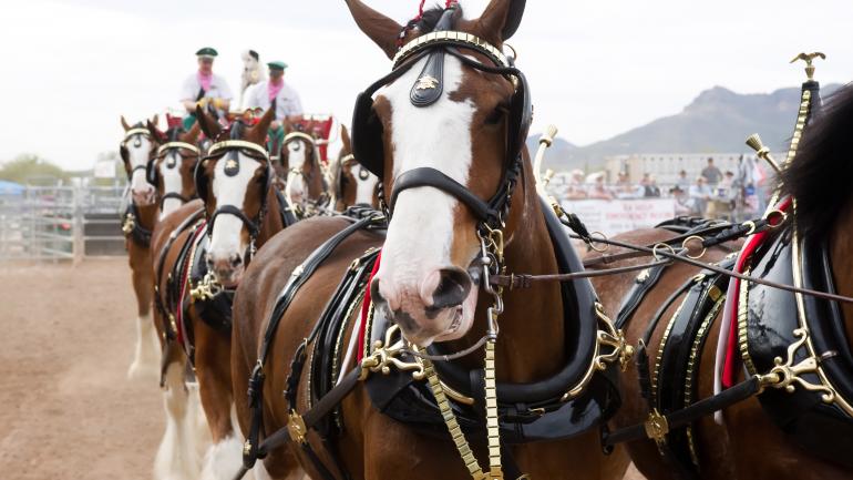 百威啤酒明星马 Clydesdales