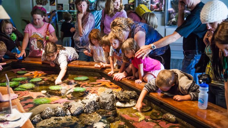 小孩與爸媽都能伸手入池，觸摸池裡的海洋生物