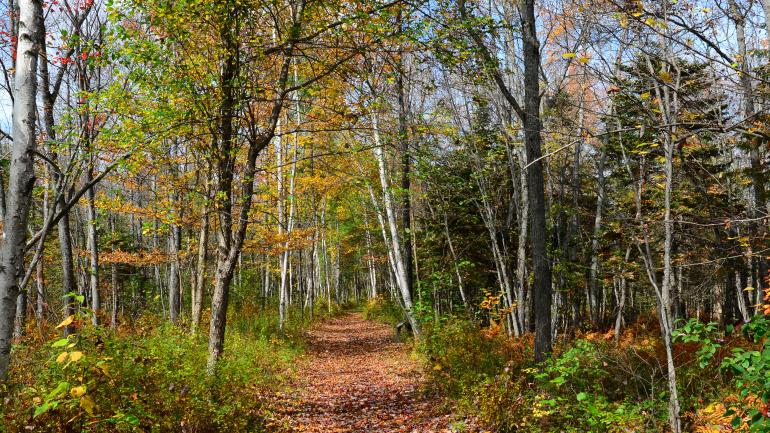 在阿迪朗达克山骑行于丛林之间             