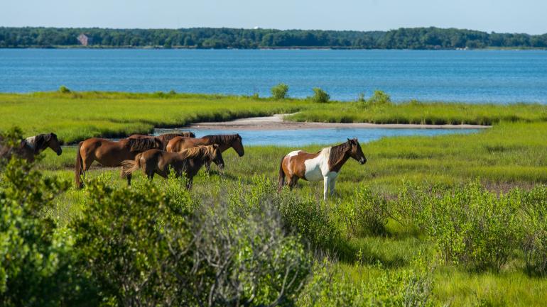 horses at Chincoteague & Assateague Islands