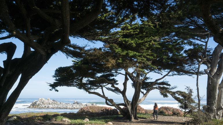 Idyllische Küste am 17-Mile Drive in Pebble Beach