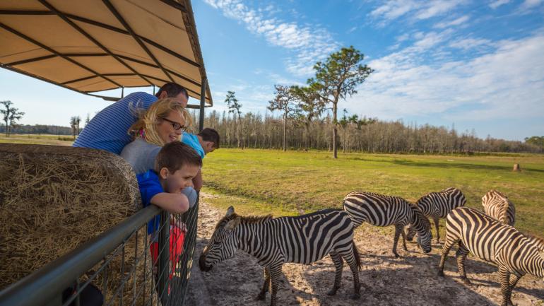 在 Safari Wilderness 牧场与斑马来一场邂逅