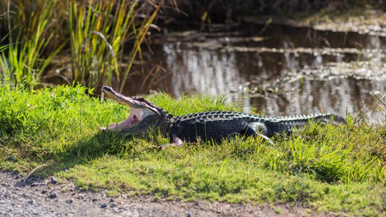 An American alligator, one of the many species of animals that live in Louisiana's waterways