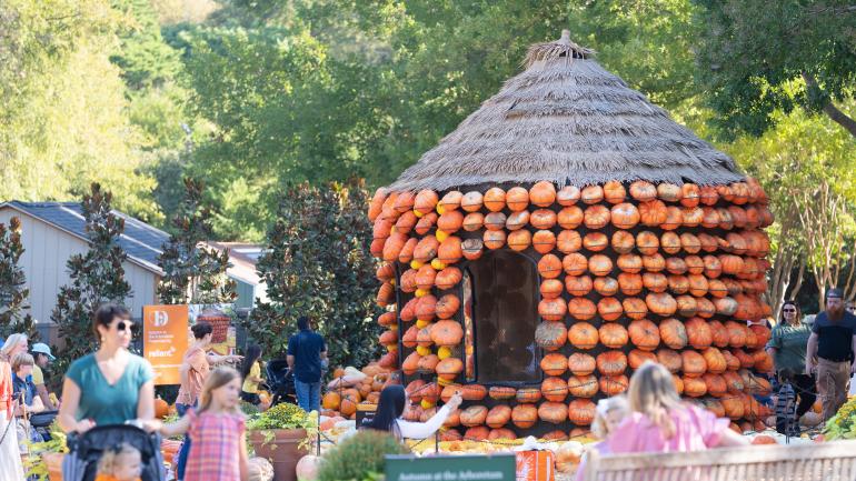 探索达拉斯植物园的南瓜村