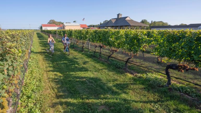 骑自行车穿越长岛品达酒庄 (Pindar Vineyards) 青翠的葡萄藤 骑自行车穿越长岛品达酒庄 (Pindar Vineyards) 青翠的葡萄藤